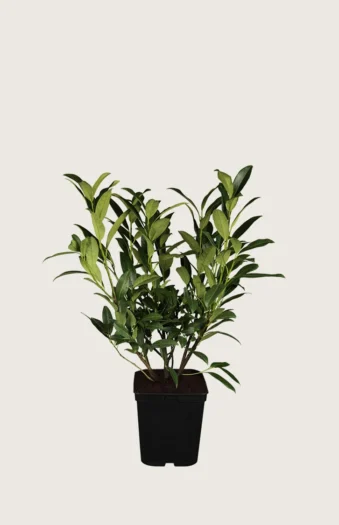 Laurbærkirsebær Herbergii 40cm Outlet | Plantinavia