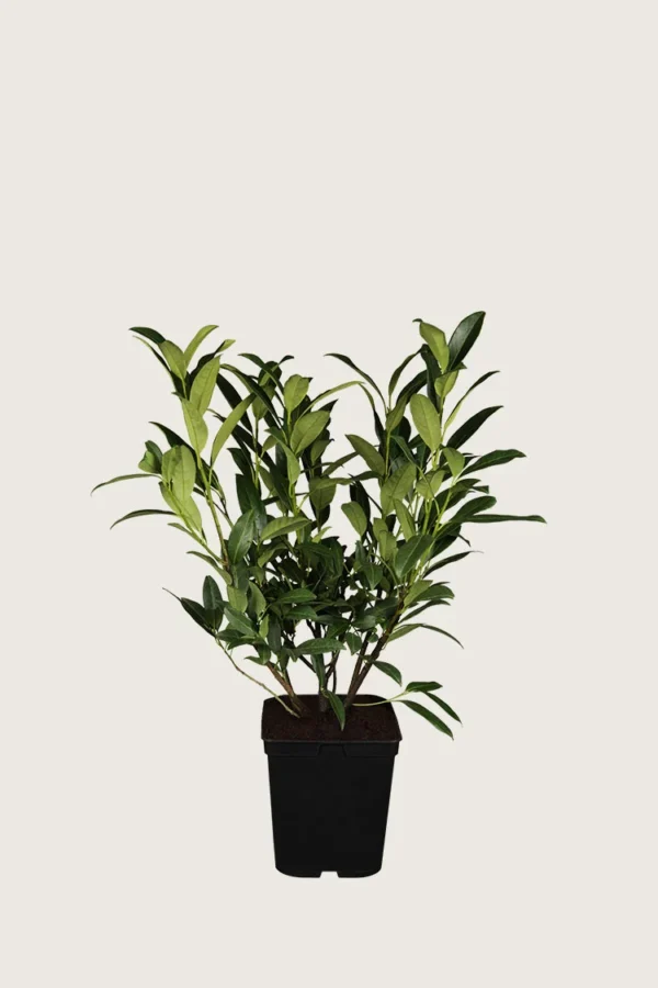 Laurbærkirsebær Herbergii 40cm Outlet | Plantinavia