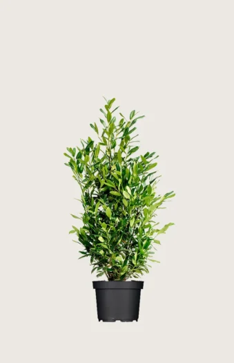 Laurbærkirsebær Herbergii 60cm Vel forgrenet | Plantinavia