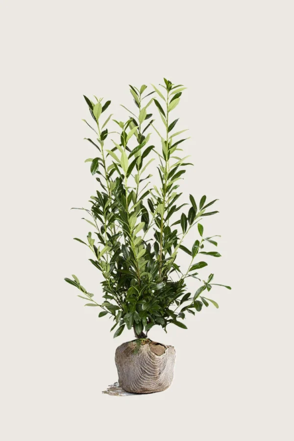 Laurbærkirsebær Herbergii 175cm Forgrenet | Plantinavia