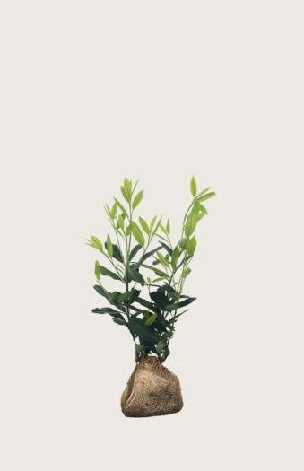 Laurbærkirsebær Herbergii 100cm Outlet | Plantinavia