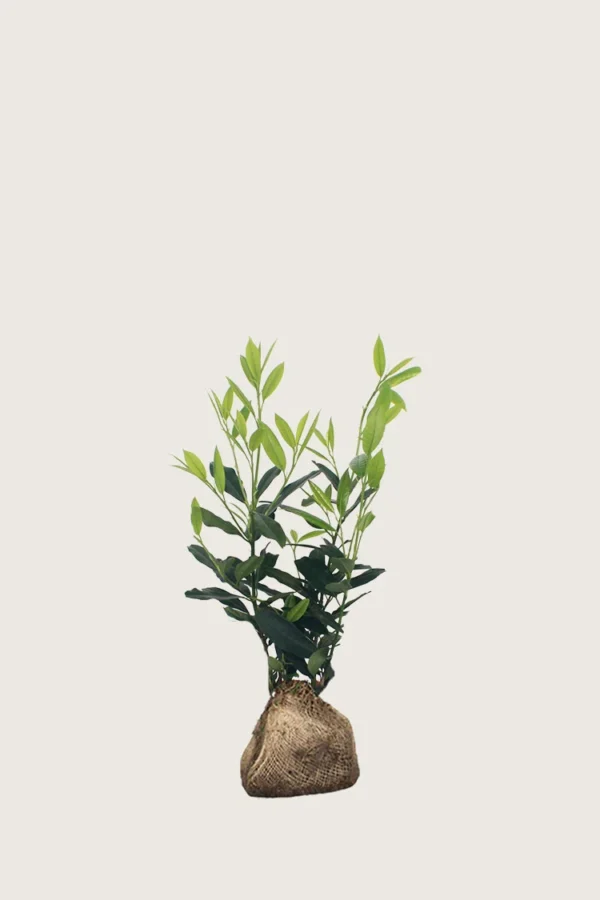 Laurbærkirsebær Herbergii 60cm Outlet | Plantinavia