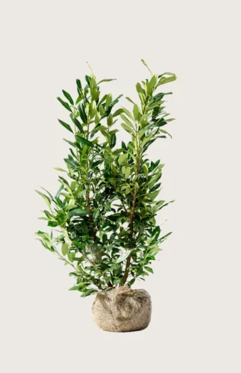 Laurbærkirsebær Herbergii 175cm Vel forgrenet | Plantinavia
