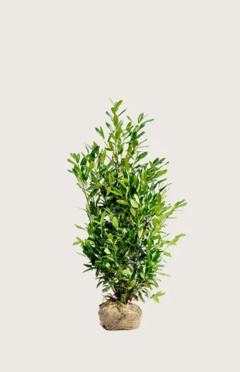 Laurbærkirsebær Herbergii 40cm Vel forgrenet | Plantinavia
