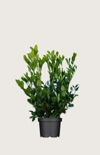Laurbærkirsebær Mano 60cm Forgrenet | Plantinavia