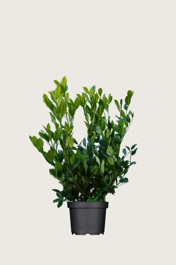 Laurbærkirsebær Mano 60cm Forgrenet | Plantinavia