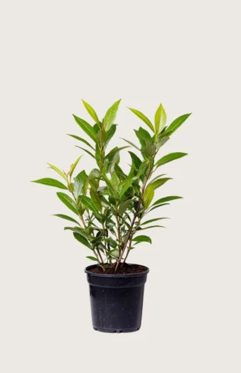 Laurbærkirsebær Mano 40cm Outlet | Plantinavia