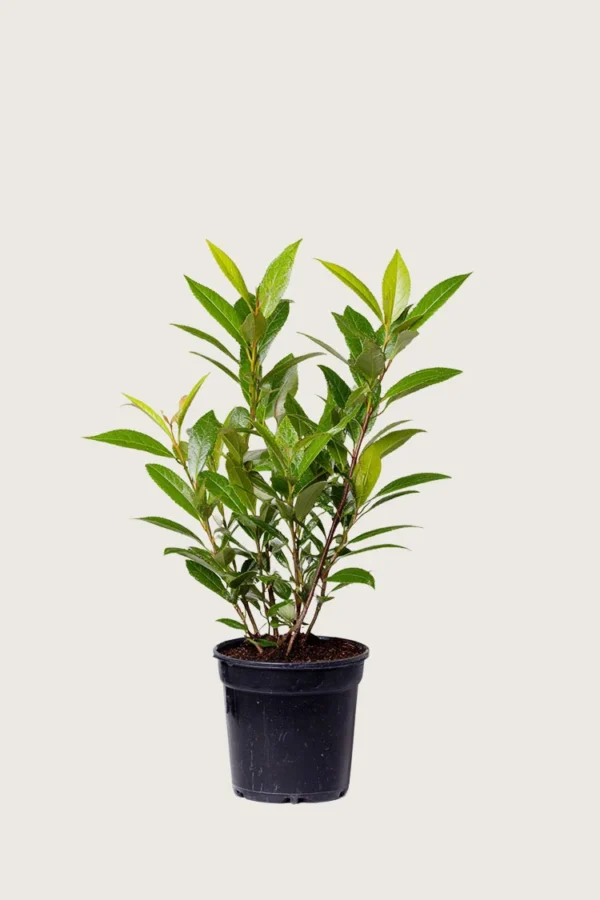Laurbærkirsebær Mano 80cm Outlet | Plantinavia