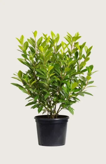 Laurbærkirsebær Mano 125cm Vel forgrenet | Plantinavia