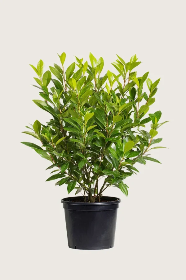 Laurbærkirsebær Mano 200cm Vel forgrenet | Plantinavia
