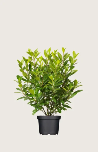 Laurbærkirsebær Mano 60cm Vel forgrenet | Plantinavia