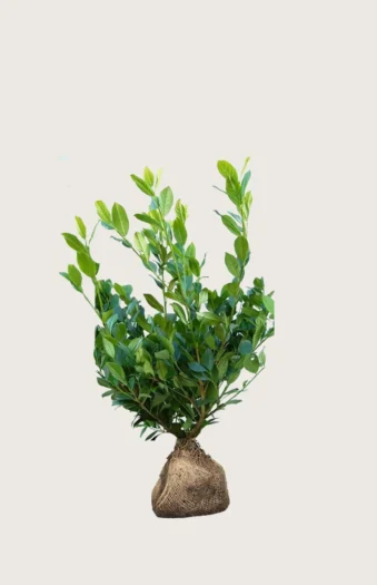 Laurbærkirsebær Mano 60cm Forgrenet | Plantinavia