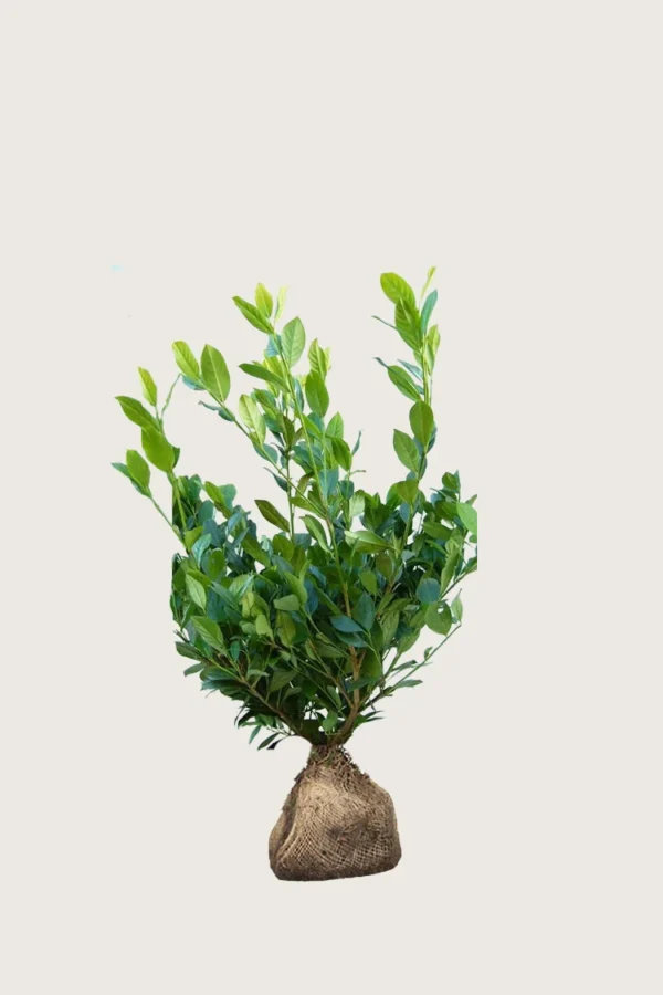 Laurbærkirsebær Mano 80cm Forgrenet | Plantinavia