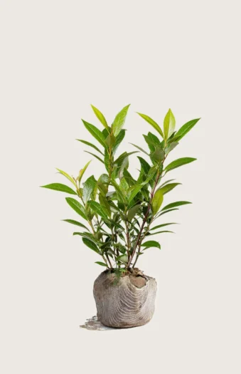 Laurbærkirsebær Mano 60cm Outlet | Plantinavia