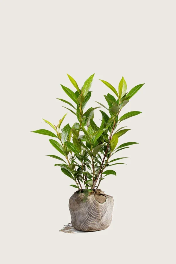Laurbærkirsebær Mano 80cm Outlet | Plantinavia