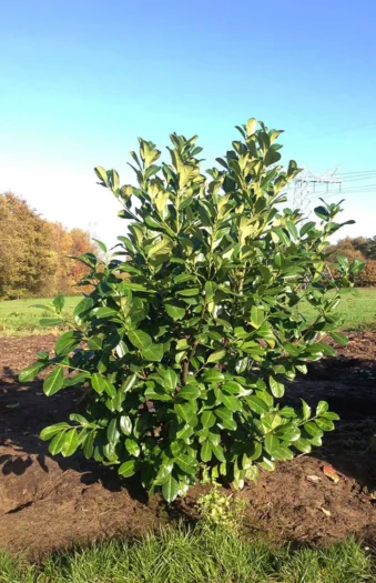 Laurbærkirsebær Novita 225cm Vel forgrenet | Plantinavia