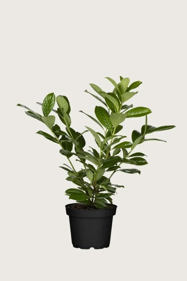 Laurbærkirsebær Novita 100cm Forgrenet | Plantinavia