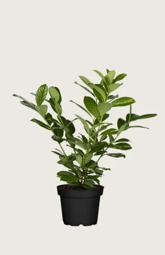 Laurbærkirsebær Novita 60cm Forgrenet | Plantinavia