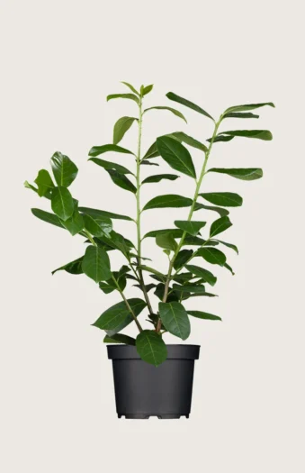 Laurbærkirsebær Novita 175cm Outlet | Plantinavia