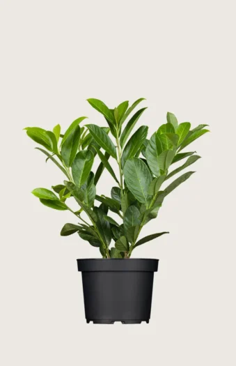 Laurbærkirsebær Novita 40cm Outlet | Plantinavia