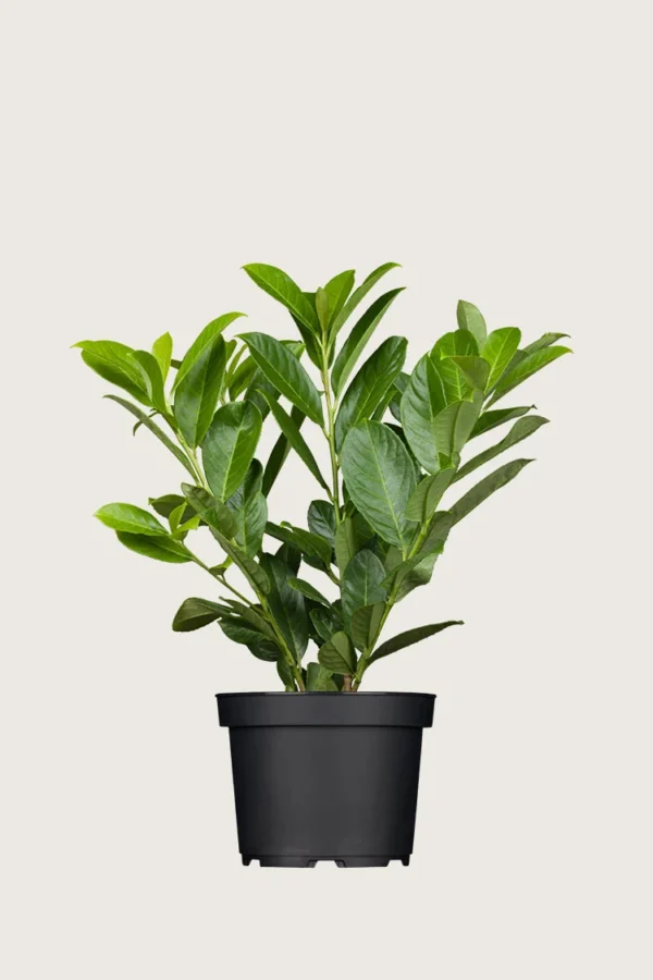Laurbærkirsebær Novita 40cm Outlet | Plantinavia