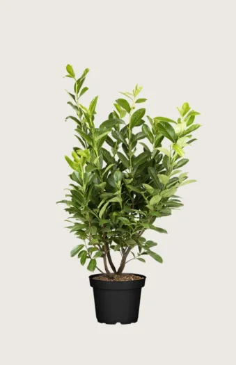 Laurbærkirsebær Novita 200cm Vel forgrenet | Plantinavia