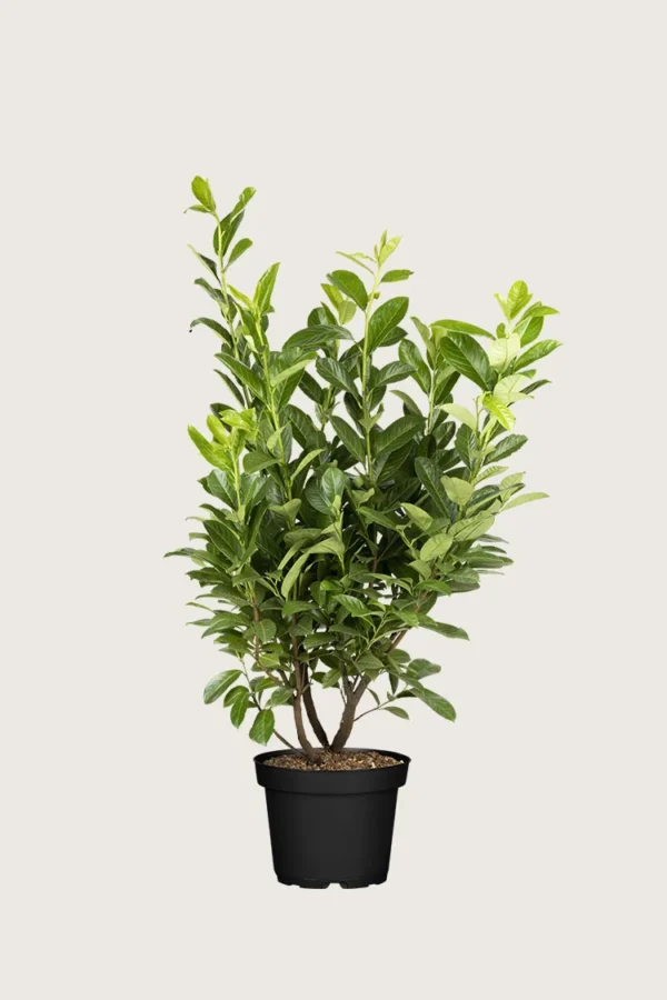 Laurbærkirsebær Novita 200cm Vel forgrenet | Plantinavia