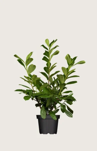 Laurbærkirsebær Novita 80cm Vel forgrenet | Plantinavia