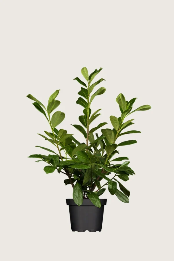 Laurbærkirsebær Novita 80cm Vel forgrenet | Plantinavia