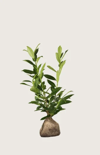 Laurbærkirsebær Novita 60cm Forgrenet | Plantinavia