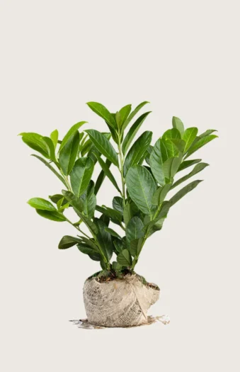 Laurbærkirsebær Novita 100cm Outlet | Plantinavia