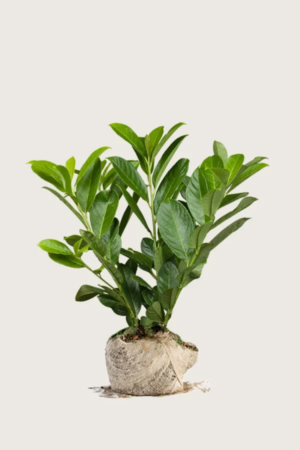 Laurbærkirsebær Novita 100cm Outlet | Plantinavia