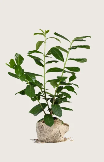 Laurbærkirsebær Novita 125cm Outlet | Plantinavia