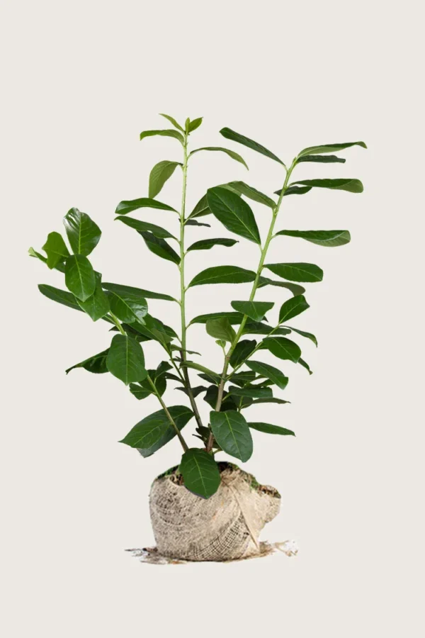 Laurbærkirsebær Novita 250cm Outlet | Plantinavia