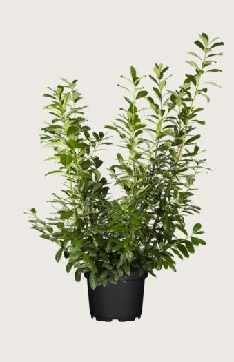 Laurbærkirsebær Novita 225cm Vel forgrenet | Plantinavia