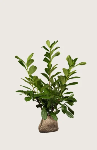 Laurbærkirsebær Novita 40cm Vel forgrenet | Plantinavia