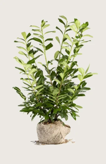 Laurbærkirsebær Novita 500cm Vel forgrenet | Plantinavia