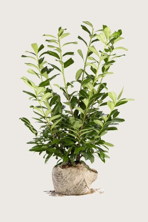 Laurbærkirsebær Novita 500cm Vel forgrenet | Plantinavia
