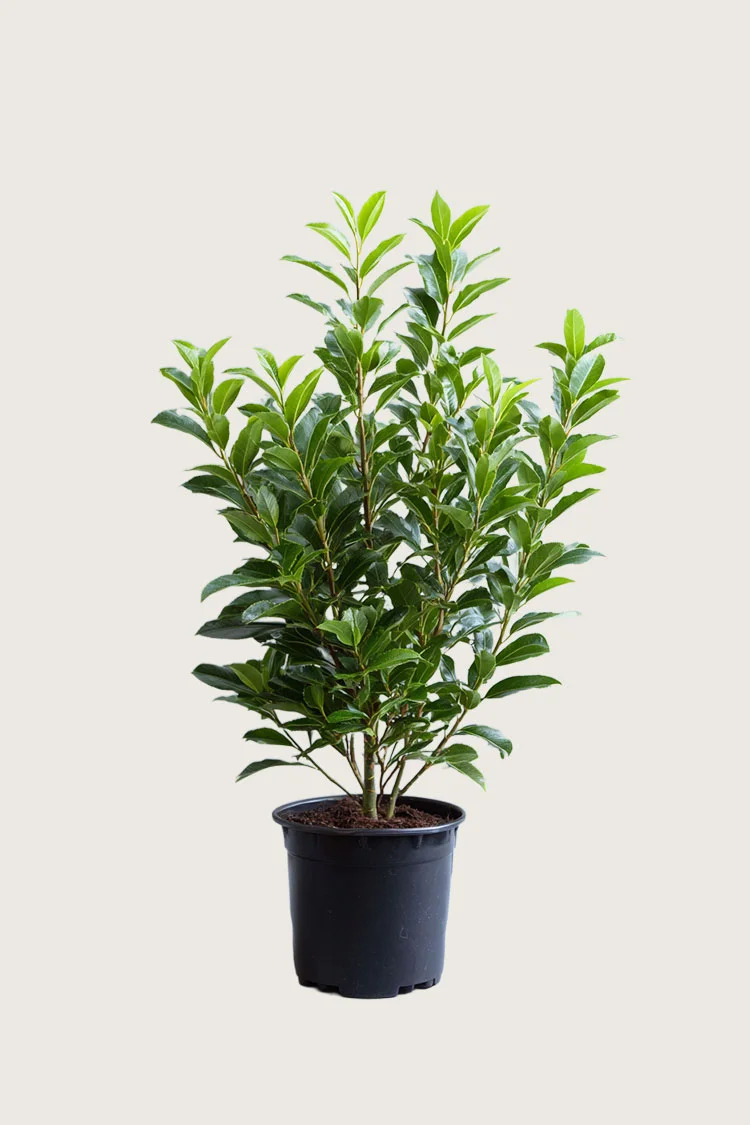 Laurbærkirsebær Otto-Luyken 125cm Forgrenet | Plantinavia