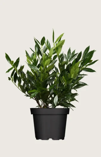 Laurbærkirsebær Otto-Luyken 80cm Forgrenet | Plantinavia