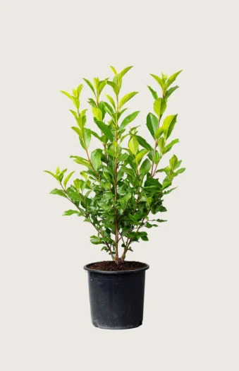 Laurbærkirsebær Otto-Luyken 125cm Outlet | Plantinavia
