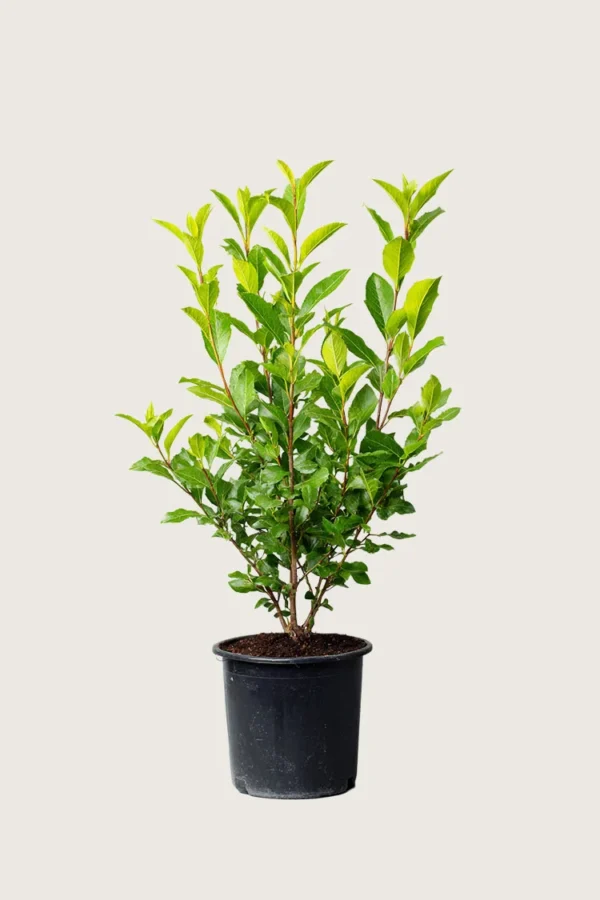 Laurbærkirsebær Otto-Luyken 125cm Outlet | Plantinavia