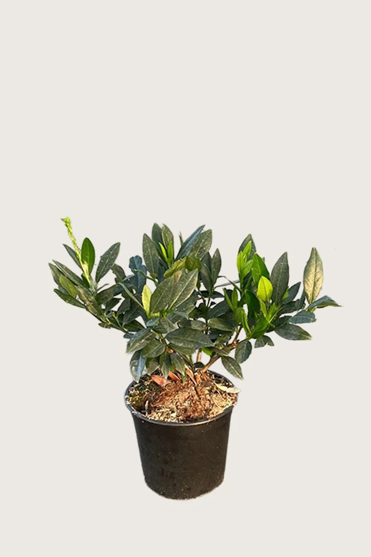 Laurbærkirsebær Otto-Luyken 40cm Outlet | Plantinavia