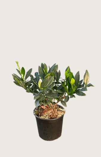 Laurbærkirsebær Otto-Luyken 80cm Outlet | Plantinavia