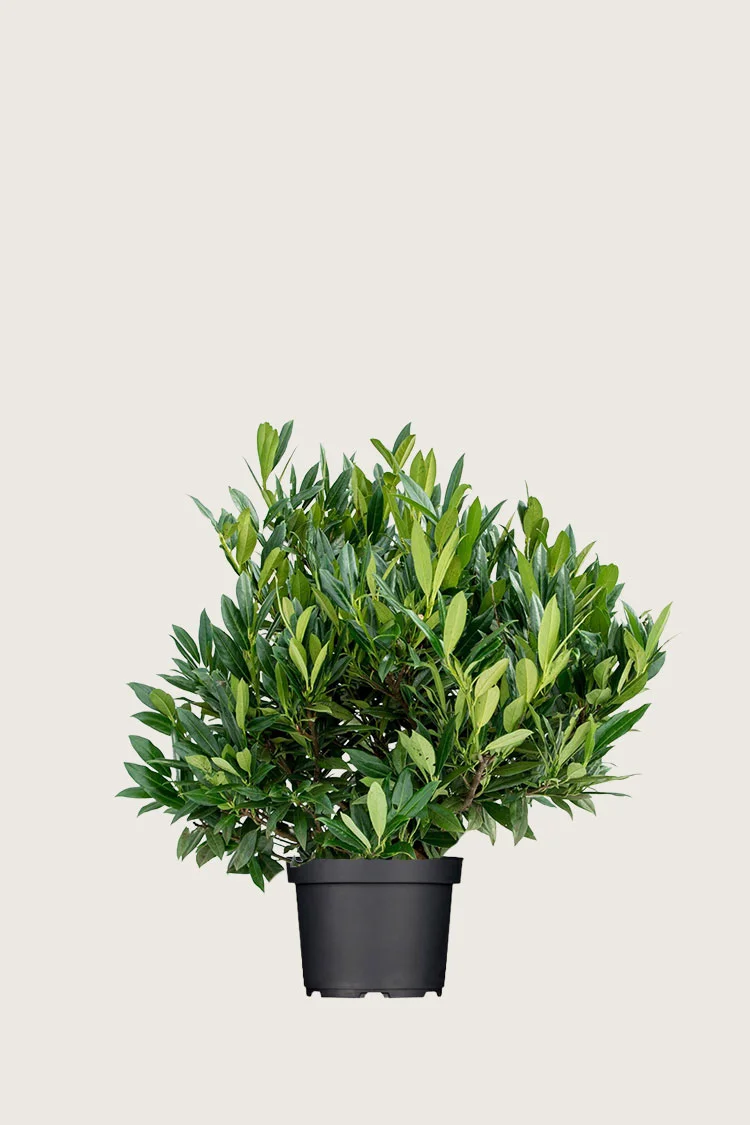 Laurbærkirsebær Otto-Luyken 80cm Vel forgrenet | Plantinavia