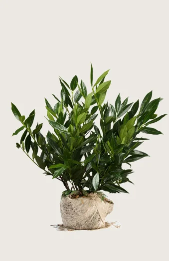 Laurbærkirsebær Otto-Luyken 80cm Forgrenet | Plantinavia