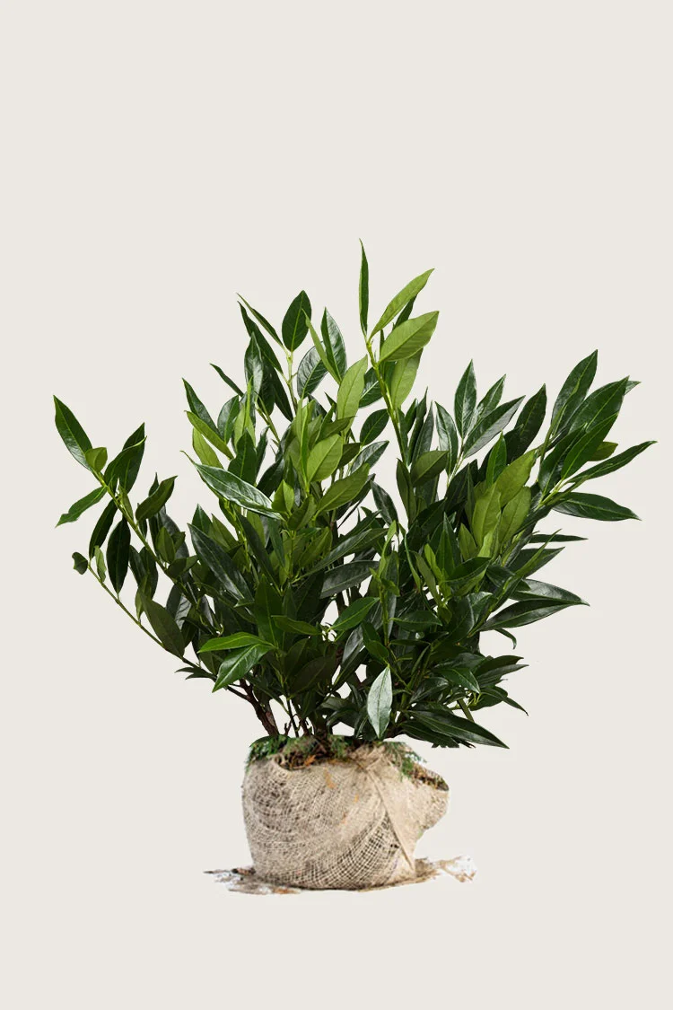 Laurbærkirsebær Otto-Luyken 80cm Forgrenet | Plantinavia