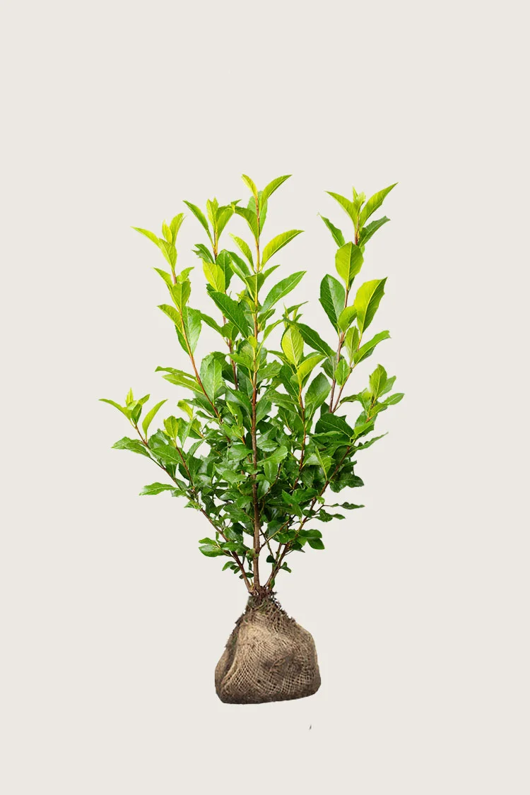 Laurbærkirsebær Otto-Luyken 100cm Outlet | Plantinavia