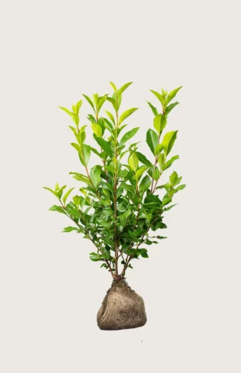 Laurbærkirsebær Otto-Luyken 125cm Outlet | Plantinavia