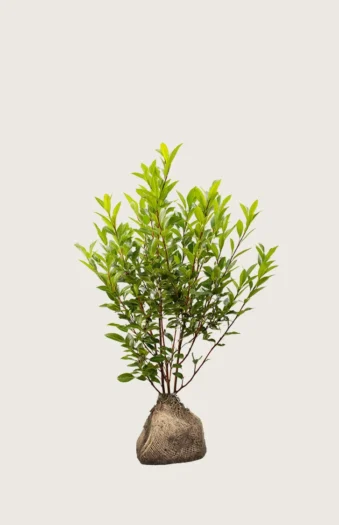 Laurbærkirsebær Otto-Luyken 40cm Outlet | Plantinavia